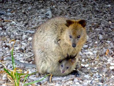 Close Quokka Its Joey Nestled Abstract Wallpaper 4K 3998x2998 Close-up, Joey, Landscape, 4k