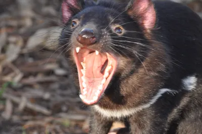 Devil Animal Tasmanian Animals Wallpaper 4K 3000x1992 Ultrawide, QHD