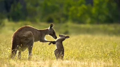 Kangaroo Adult Joey Abstract Wallpaper 4K 1918x1078 Joey, Ultrawide
