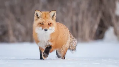 Moody Vivid Wallpaper Nature Wallpaper 4K 1920x1080 Hd, Desktop, Wallpaper:, Featuring, A, Vivid, Close-up, Of, Red, Fox, Walking, Through, White, Ultrawide, Full HD