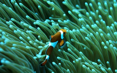 Radiant Fish Wallpaper Animals Wallpaper 4K 1920x1200 Fish, Animal, Clownfish, Hd, Desktop, Wallpaper, Background, Brown, Blue, Ultrawide, Full HD