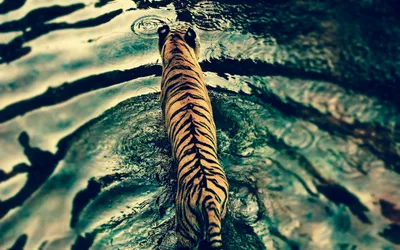Tiger Walking Rippling Water Animals Wallpaper 4K 2880x1800 A, Striking, Hd, Desktop, Wallpaper, Featuring, Tiger, Walking, Through, Rippling, Water, Showcasing, Gray, Ultrawide, QHD