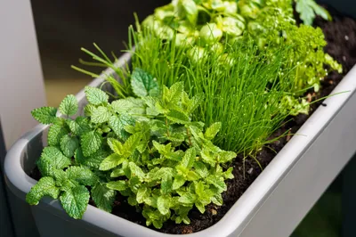 Growing Herbs Home Tea Abstract Wallpaper 4K 2208x1471 Tea, Full HD, Ultrawide