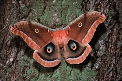 Serene Silk Wallpaper Nature Wallpaper 4K 1600x1067 Hd, Pc, Desktop, Wallpaper:, Silk, Moth, With, Eye-spotted, Wings, Resting, Textured, Tree, Brown, Landscape