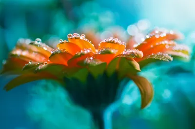 Close Orange Flower Wallpaper 4K, Nature category