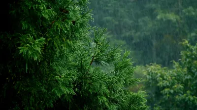 Forest Live Page Nature Wallpaper 4K 3840x2160 Brown