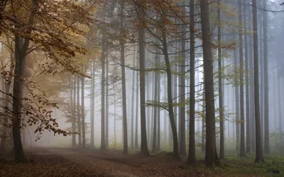 Nature Forest Nature Nature Wallpaper 4K 1920x1200 Brown, Gray