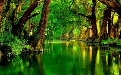 Green Forest Wallpapersafari Wallpaper 4K, Nature category