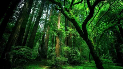 Green Forest Nature Wallpaper 4K, Nature category