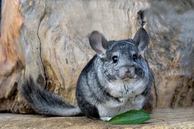 Cute Chinchilla Sitting Wooden Abstract Wallpaper 4K 3198x2131 Leaf, Ultrawide, QHD