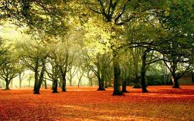 Bold Nature Wallpaper Wallpaper 4K, Nature category