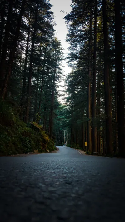Concrete Between Trees Wallpaper 4K, Nature category