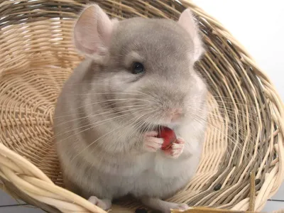 Close Chinchilla Sitting Woven Basket Animals Wallpaper 4K 1918x1438 Close-up, Food, Landscape