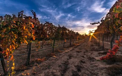 Man Vineyard Sunset Rows Grapevines Nature Wallpaper 4K 1918x1198 Man-made, Ultrawide