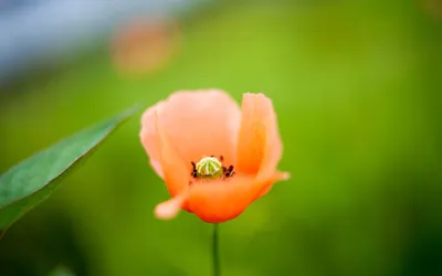 Close Delicate Orange Wallpaper 4K, Nature category