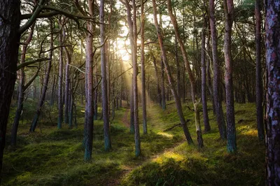 Bold Forest Wallpaper Wallpaper 4K, Nature category