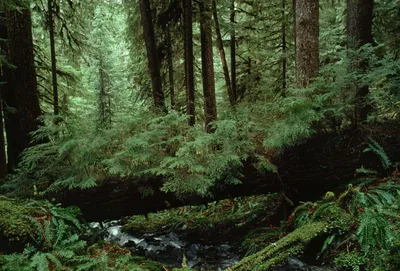 Green Forest Com Wallpaper 4K, Nature category