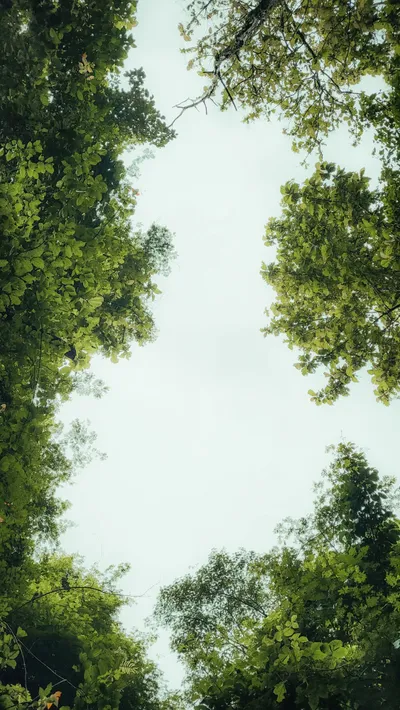 Trees Forest Nature Wallpaper 4K, Nature category