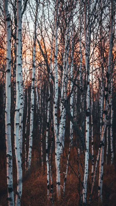 Trees White Sky Forest Wallpaper 4K, Nature category