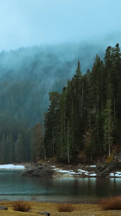 Fog Forest Around Wallpaper 4K, Nature category