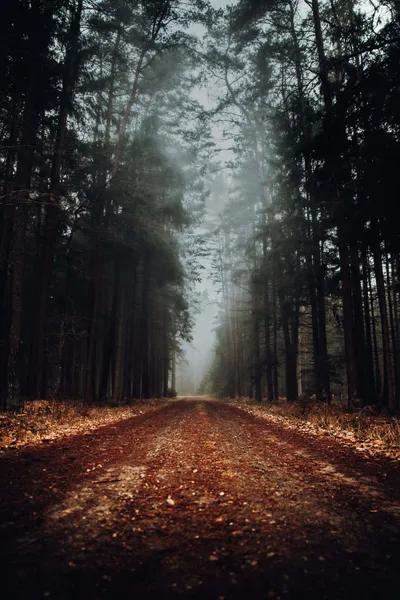 Foggy Forest Com Wallpaper 4K, Nature category