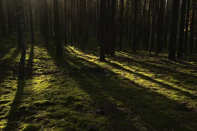 Bold Sunlight Wallpaper Wallpaper 4K, Nature category
