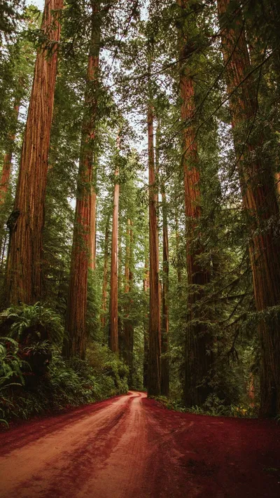 Forest Iphone Com Wallpaper 4K, Nature category