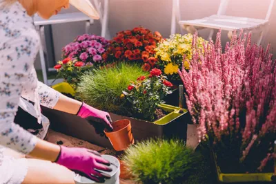 Woman Repotting Flowers Terraced Nature Wallpaper 4K 2208x1471 Full HD, Ultrawide
