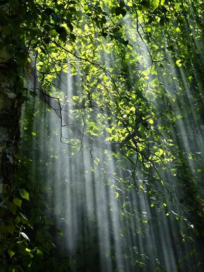 Dark Forest Wallpaper Wallpaper 4K, Nature category