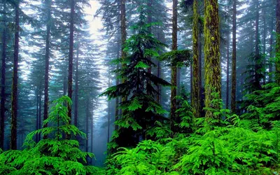 Epic Forest Wallpaper Wallpaper 4K, Nature category