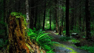 Dreamy Forest Wallpaper Wallpaper 4K, Nature category