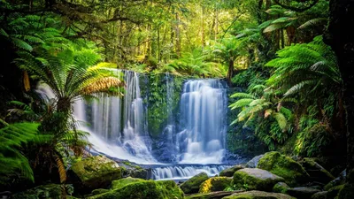 Bold Forest Wallpaper Wallpaper 4K, Nature category