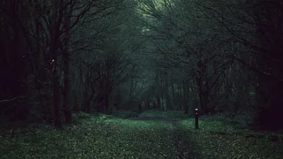 Dark Forest Wallpaper Wallpaper 4K, Nature category