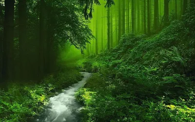 Forest Nature Wallpaper 4K, Nature category