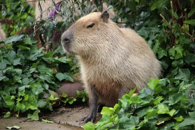 Close Capybara Sitting Abstract Wallpaper 4K 2000x1333 Hd, Pc, Desktop, Wallpaper, Featuring, A, Close-up, Of, Capybara, Sitting, Calmly, Among, Gray, Ultrawide, Full HD