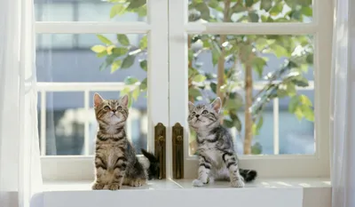 Radiant Two Wallpaper Animals Wallpaper 4K 4858x2831 Two, Playful, Tabby, Kittens, Sit, By, A, Bright, Window, Gazing, Curiously, Outside, White, Gray, Ultrawide, 4K