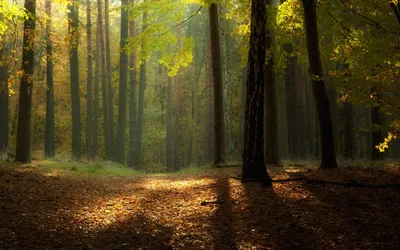 Forest Cave Nature Wallpaper 4K, Nature category