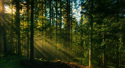 Sun Rays Forest Wallpaper 4K, Nature category