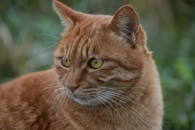 Sleek Close Wallpaper Animals Wallpaper 4K 6000x4000 Close-up, Of, An, Orange, Tabby, Cat, With, Yellow, Eyes, Natural, Light, Captured, Brown, Gray, Landscape, 4K