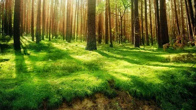 Vivid Forest Wallpaper Wallpaper 4K, Nature category