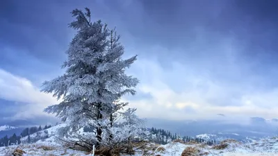 General Wallpaper 2046x1150 Nature Wallpaper 4K 2046x1150 Tree, Full HD, Ultrawide