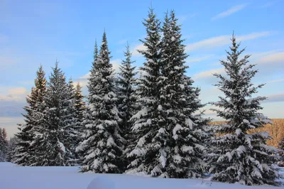 Pretty Winter Trees Fir Nature Wallpaper 4K 5182x3454 Ultrawide, 4k