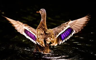 Duck Spreads Its Wings Black/Dark Wallpaper 4K 2558x1598 Full HD, Ultrawide