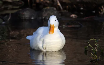 White Duck Calmly Floating Black/Dark Wallpaper 4K 1918x1198 Ultrawide