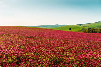 Colorful Fields Red Abstract Wallpaper 4K 2208x1471 Full HD, Ultrawide