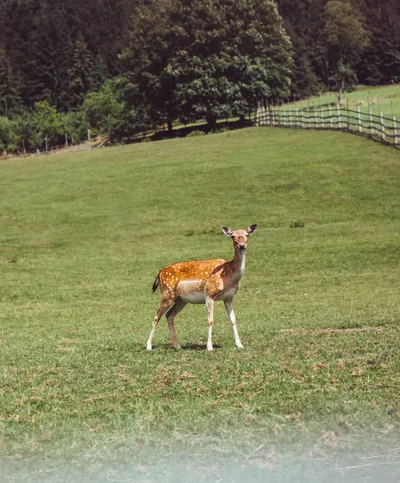 Deer Hind Green Pasture Animals Wallpaper 4K 2208x2671 Deer, Full HD, Square