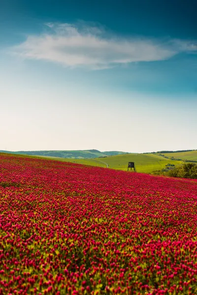 Crimson Clover Field Abstract Wallpaper 4K 2208x3313 Full HD, Portrait