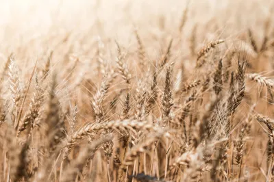 Wheat Field Close Abstract Wallpaper 4K 2208x1471 Full HD, Ultrawide