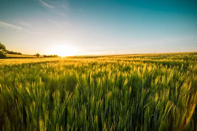 Sunset Wheat Field Nature Wallpaper 4K 2208x1471 Full HD, Ultrawide
