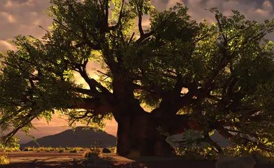 General Wallpaper 1918x1178 Nature Wallpaper 4K 1918x1178 Baobab-like, Tree, Ultrawide
